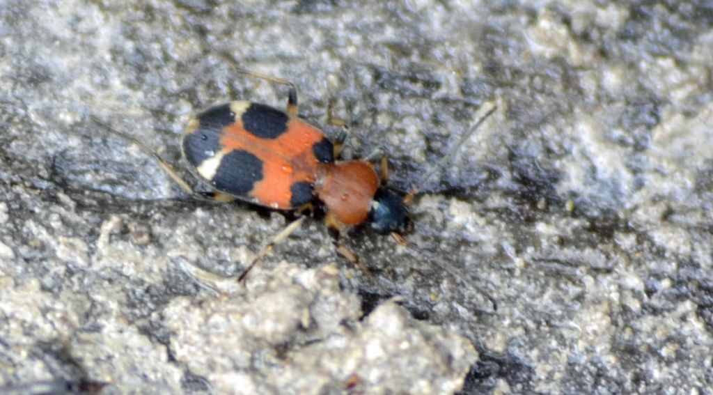 Callistus lunatus, Carabidae